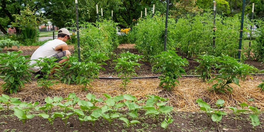 Sustainable gardening