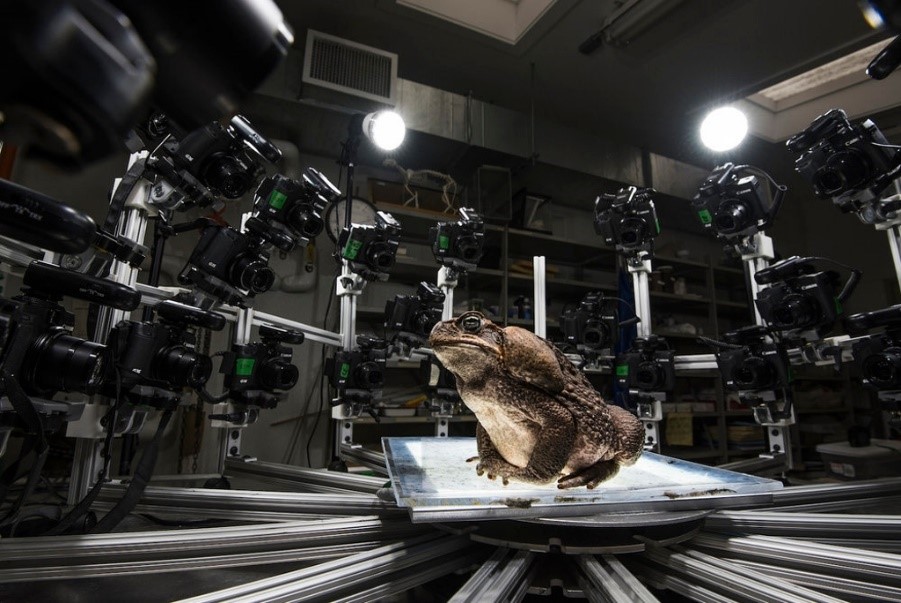 Duncan Irschick uses an array of cameras to capture every angle of a species.